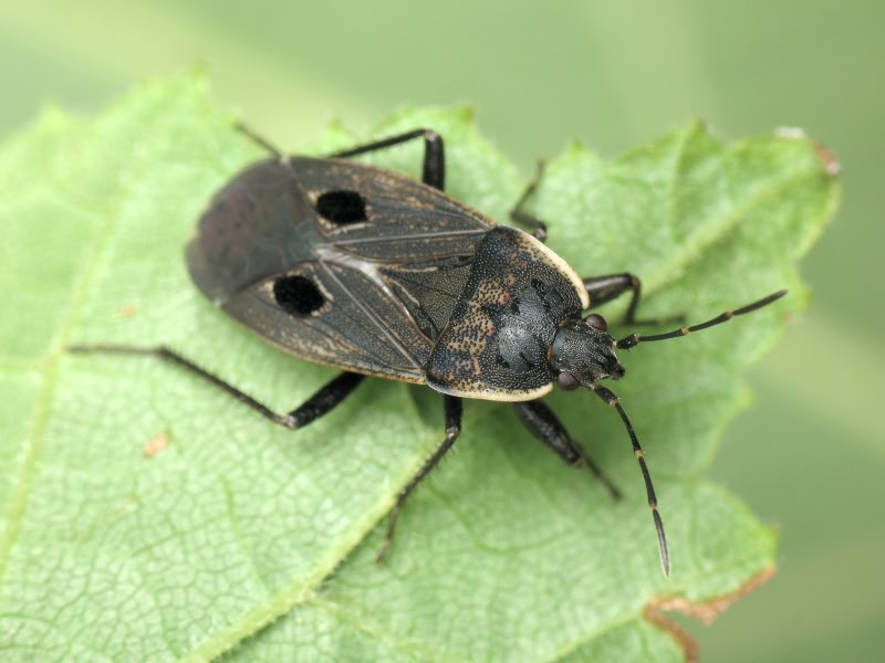 Graptopeltus validus (Horváth, 1875)